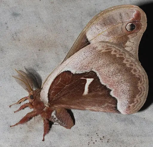 Tuliptree silk moth (Callosamia angulifera) with wings folded.