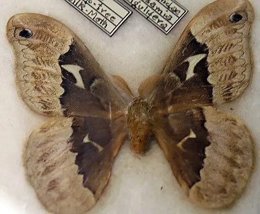 Tuliptree silk moth (Callosamia angulifera) mounted on styrofoam.