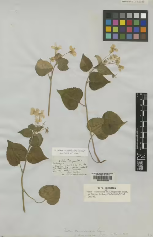 Type specimen of Canada violet (Viola canadensis).
