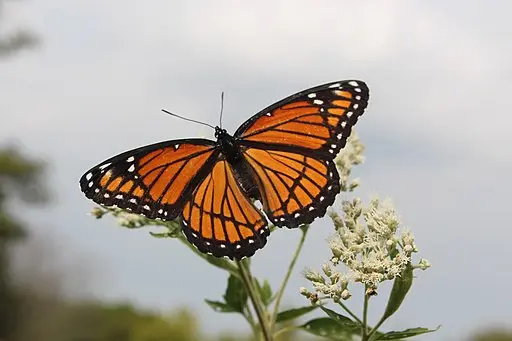 Viceroy Butterfly on white flower.