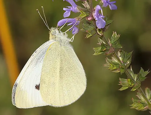 Cabbage White Butterfly (Pieris rapae) on a flower.