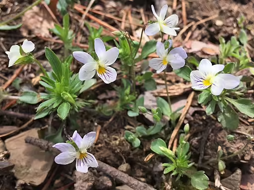 Whitish flowers of american field pansy (Viola bicolor).