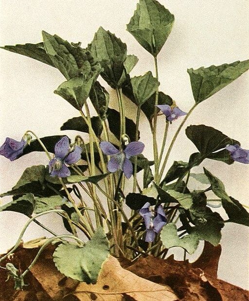 Drawing of Sand Violet (Viola affinis)