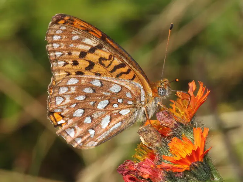 Atlantis fritillary (Speyeria atlantis) on a flower.