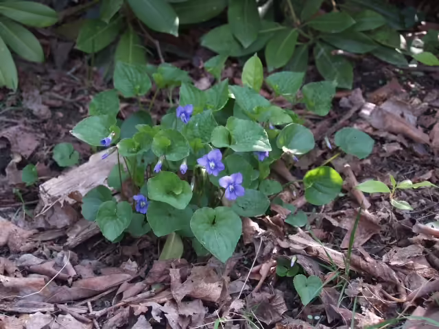 Plant of marsh blue violet (Viola cucullata) in a garden.
