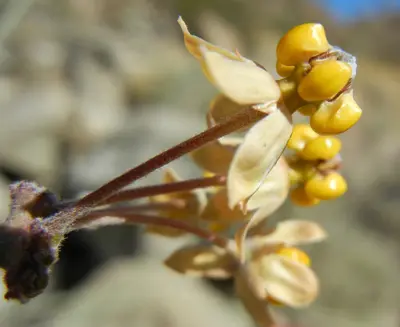 Yellowish flower of Whitestem Milkweed (Asclepias albicans).