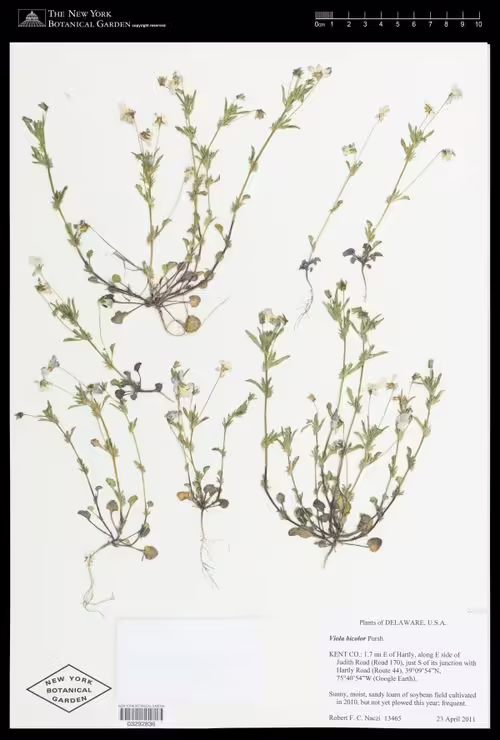 Herbarium specimen of american field pansy (Viola bicolor).