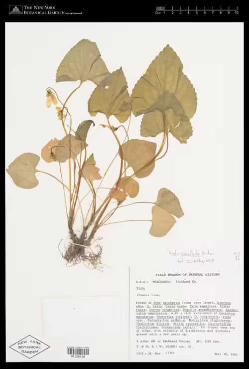 Herbarium specimen of marsh blue violet (Viola cucullata).