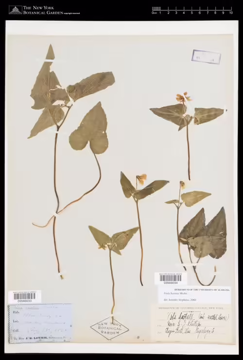 Herbarium specimen of halbeard-leaf violet (Viola hastata).