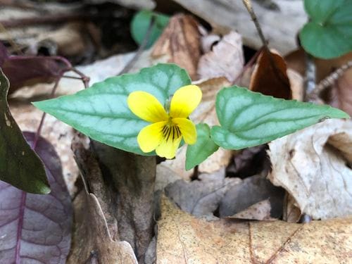Halberd-leaf Yellow Violet (Viola hastata) in a wooded setting