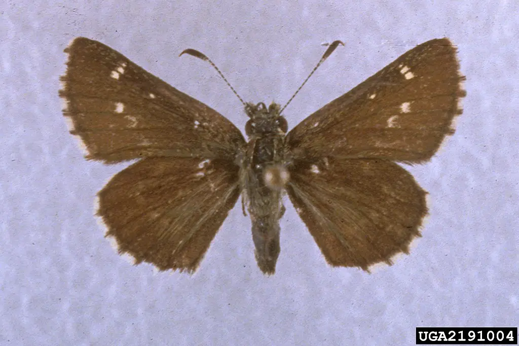 Pepper and Salt Skipper (Amblyscirtes hegon) on fabric.