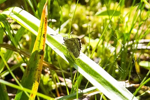 Pepper and Salt Skipper on grass.
