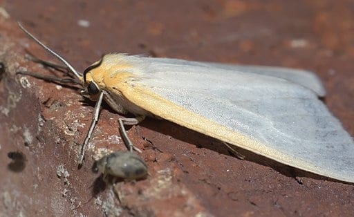 Dogbane tiger moth on a brick.