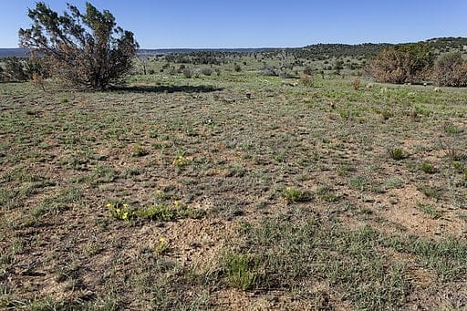 Desert Shrub Habitat