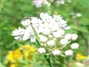 White flower cluster of Arizona milkweed (Asclepias angustifolia).