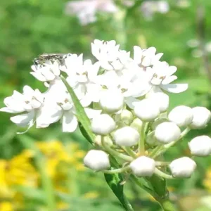 White flower cluster of Arizona milkweed (Asclepias angustifolia).