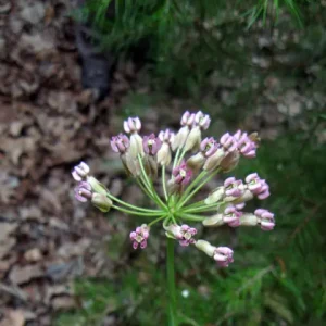 Flowers of clasping milkweed (Asclepias amplexicaulis) in a forest, a South Carolina milkweed.