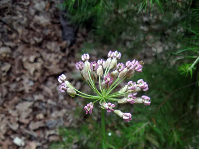 Flowers of clasping milkweed (Asclepias amplexicaulis) in a forest, a South Carolina milkweed.