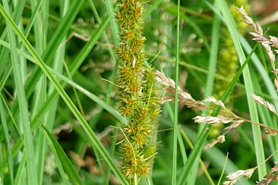 Flowers of fox sedge (Carex vulpinoidea) in a field.