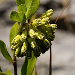 Flower cluster of green comet milkweed (Asclepias viridiflora), Virginia Milkweed.
