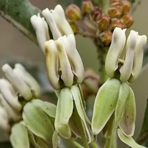 Close-up white flowers of zizotes milkweed (Asclepias oenotheroides).
