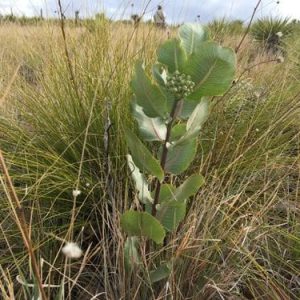 Plant of Broad-leaf Milkweed (Asclepias latifolia) in a field