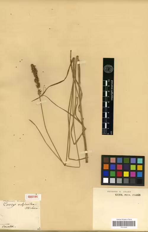 Isotype specimen of fox sedge (Carex vulpinoidea).