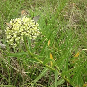 White flower cluster of antelope-horn-milkweed (Asclepias asperula).
