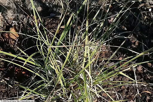Plant of fox sedge (Carex vulpinoidea).