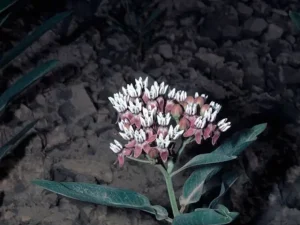 Plant of Hall's milkweed (Asclepias hallii).