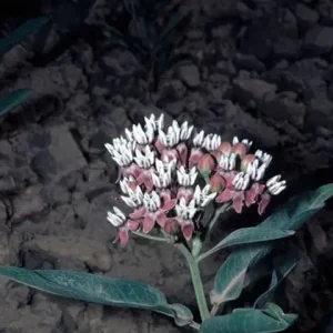 Plant of Hall's milkweed (Asclepias hallii).