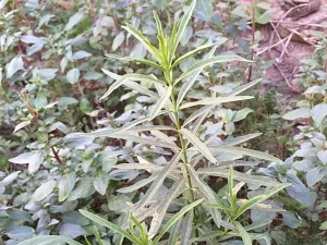 Plant of narrow-leaf milkweed (Asclepias fascicularis).