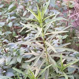 Plant of narrow-leaf milkweed (Asclepias fascicularis).
