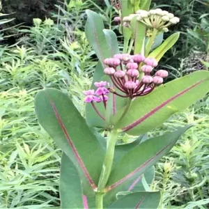 Pink flowers of Sullivant's milkweed (Asclepias sullivantii) in a field, a Minnesota milkweed.