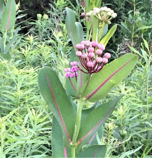 Plant of Sullivant's Milkweed (Asclepias sullivantii) in a field.