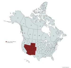 Range map of Hall's milkweed (Asclepias hallii) in the United States and Canada.