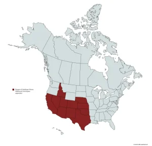 Range map of spider milkweed (Asclepias asperula) in the United States and Canada.