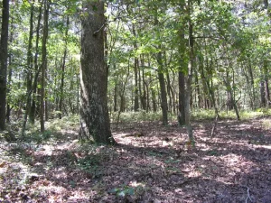 Sandy Woodland Habitat in Delaware.