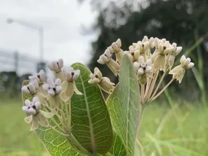 White flowers of sandhill milkweed (Asclepias humistrata).