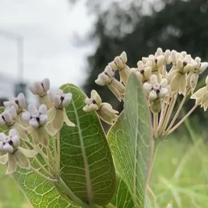 White flowers of sandhill milkweed (Asclepias humistrata).