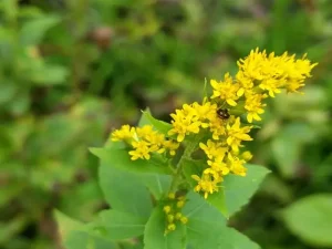 Plant of wrinkle-leaf goldenrod (Solidago rugosa).