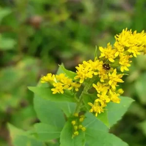 Plant of wrinkle-leaf goldenrod (Solidago rugosa).