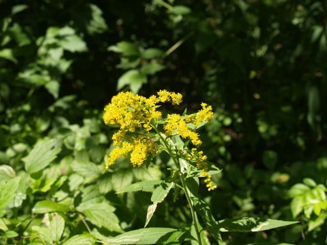 Plant of Canada Goldenrod (Solidago canadensis)