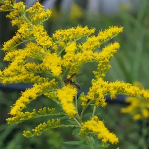 Yellow flowers of Canada goldenrod (Solidago canadensis) with a wasp.