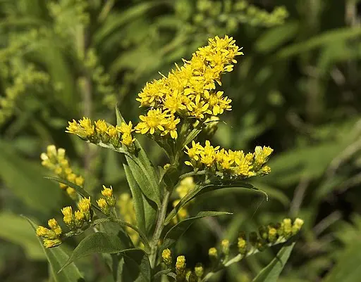 Close up of flower of late goldenrod (Solidago gigantea)