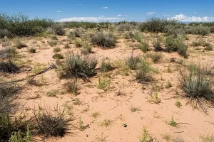 Desert habitat with sand in Arizona