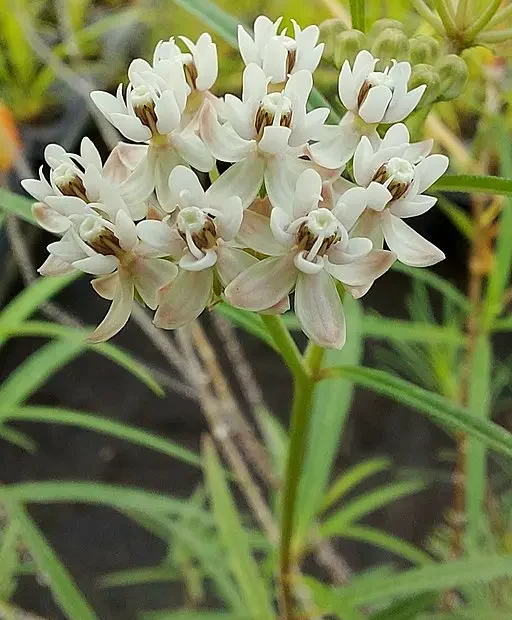 White flowers of Arizona Milkweed (Asclepias angustifolia).