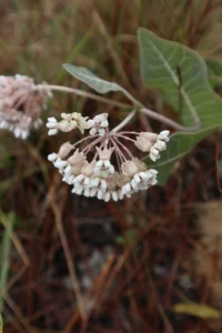 Flowers of Sandhill Milkweed (Asclepias humistrata) in a wooded setting.