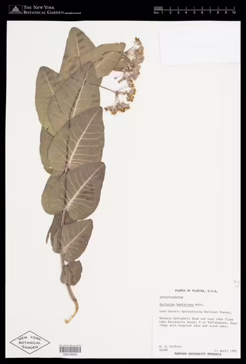 Herbarium specimen of sandhill milkweed (Asclepias humistrata).