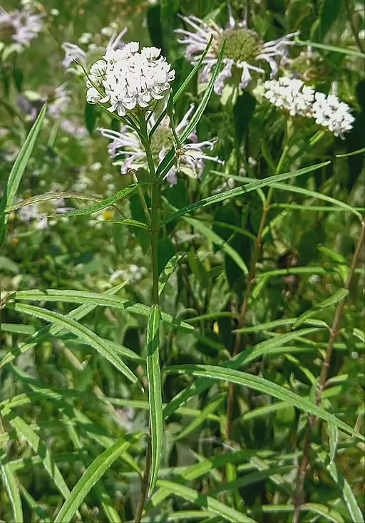 Plant of Arizona milkweed (Asclepias angustifolia) in a field.
